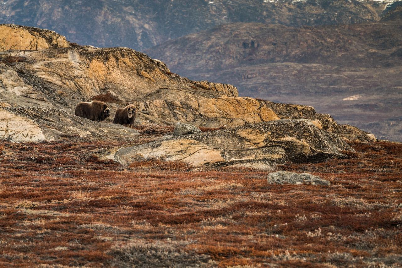 Elon zaskakuje! Rezygnacja z rządowej roli i nowe plany