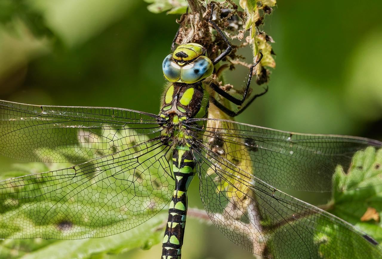 KE SZOKUJE: Nowe zasady deportacji migrantów do krajów trzecich