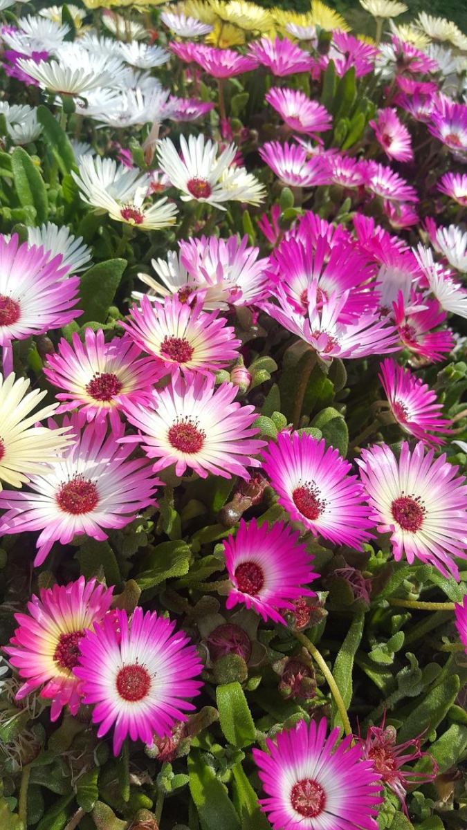 Fatalne wieści dla rządu Tuska. CBOS ujawnia niepokojące wyniki badań