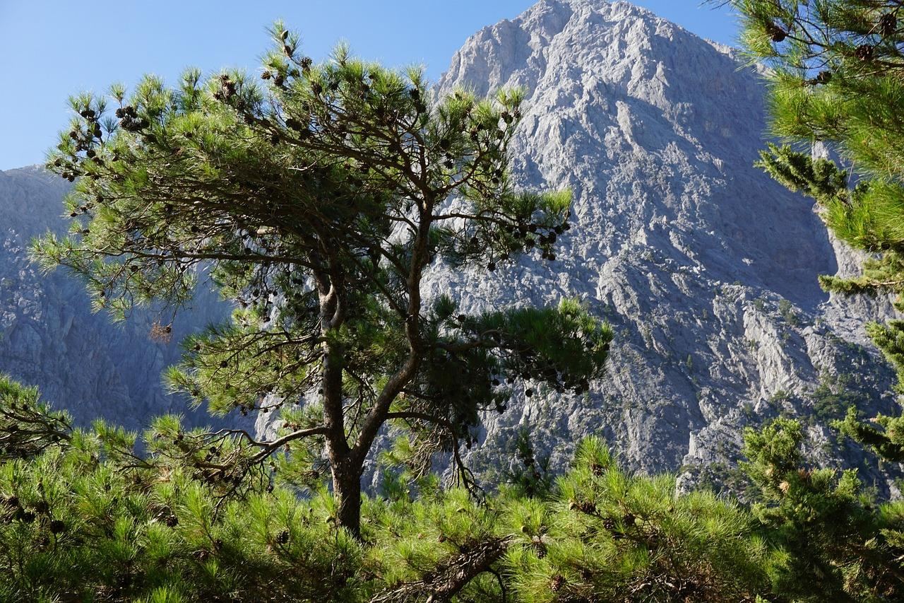 Kanada w obliczu szokującej propozycji Donalda Trumpa! Co to oznacza dla przyszłości?