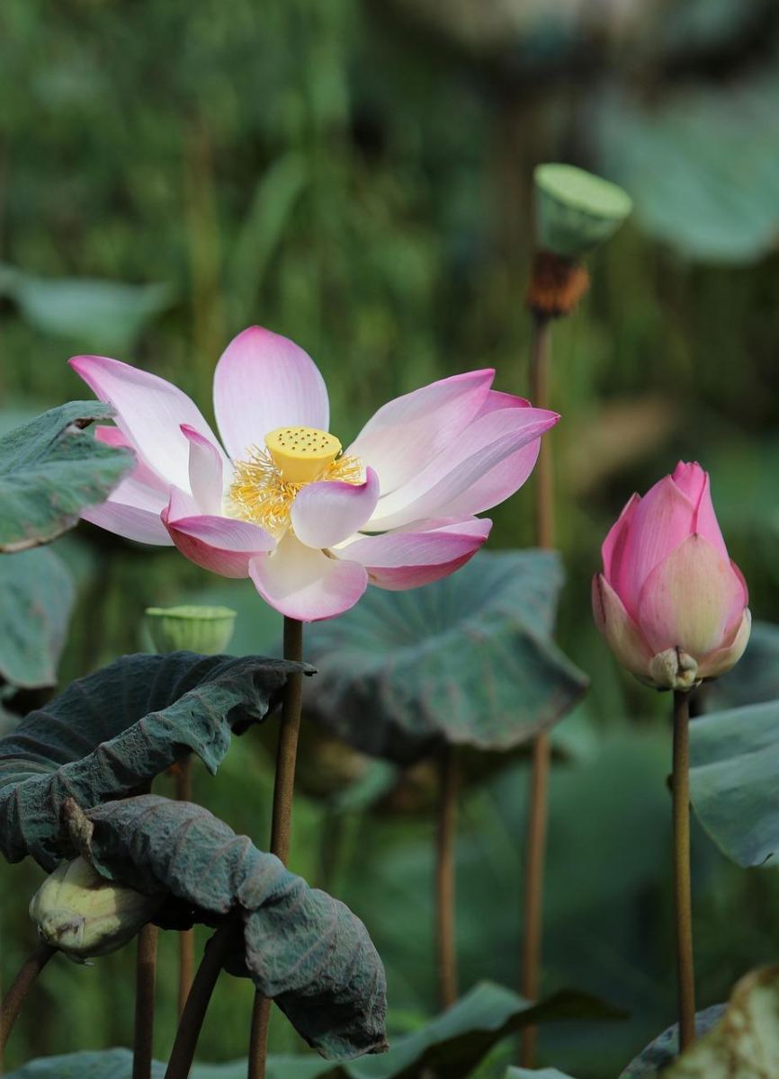 Więcej snu wcale nie oznacza lepiej. Eksperci ujawniają, ile godzin snu naprawdę potrzebujesz