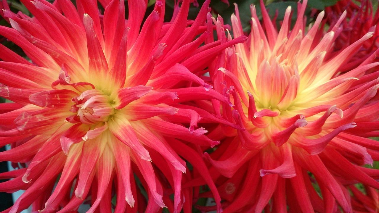 SZOK! Iga Świątek „napisała” historię polskiego tenisa! Politycy w ekstazie!