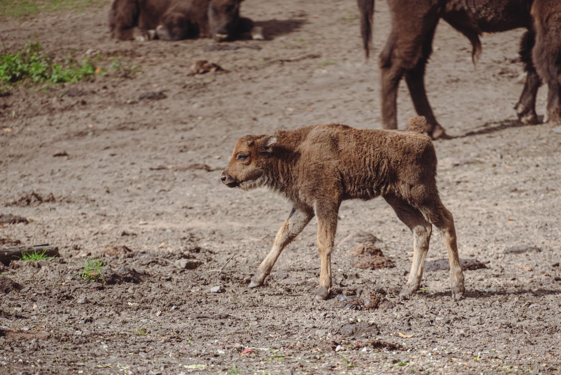Odkryj Króla Puszczy: Jak Bezpiecznie Obserwować Żubra i Dlaczego Potrzebuje On Twojej Ochrony