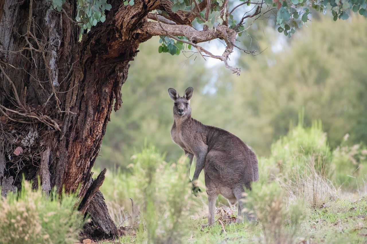 Australia na rozdrożu klimatycznym: Ambitne cele a realne wyzwania