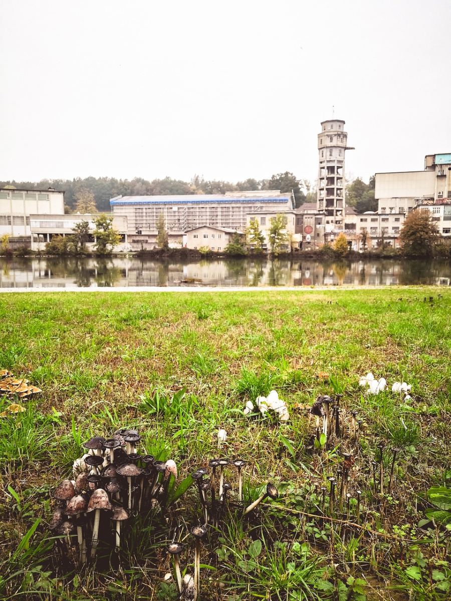 Wynosili grzyby skrzynkami: Analiza konfliktu o limity zbiorów w Polsce